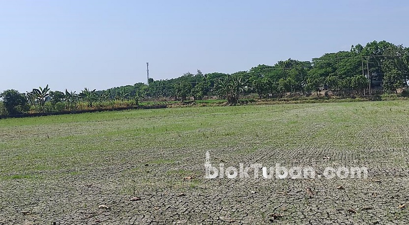 Mengenal Sistem Tanam Padi Sawur Petani Tuban Yang Ringan Tenaga