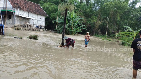 Sungai Bengawan Solo Meluap Desa Patihan Tuban Dilanda Banjir