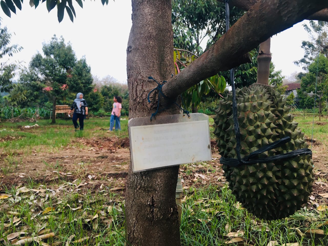 Yulianto Berhasil Sulap Lahan Kering Jadi Kebun Durian Berkualitas di Desa Guwoterus