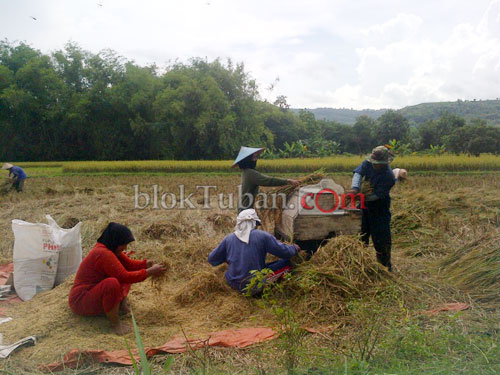 Swasembada Padi Lima Tahun Terakhir Signifikan Naik