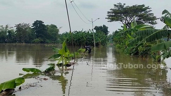 Aktivitas Warga Tersendat Gara-gara Banjir Bengawan Solo di Tuban