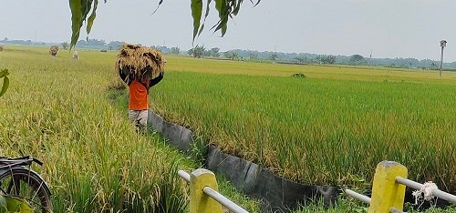 Musim Panen, Petani Tuban Keluhkan Harga Padi Anjlok