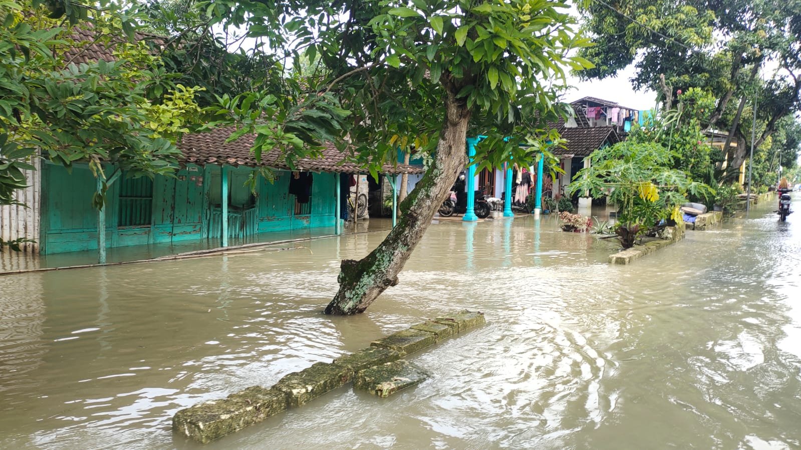 Debit Air Bengawan Solo Naik, 45 Keluarga di Desa Patihan Tuban Terendam Banjir