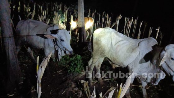 Maraknya Pencurian Sapi di Tuban, Warga Resah dalam Sebulan 4 Sapi Hilang