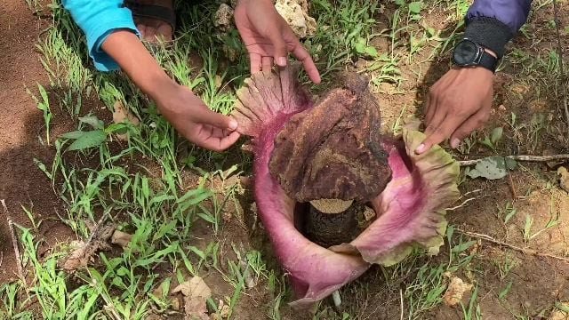Bunga Bangkai Mekar di Lahan Perhutani Tuban