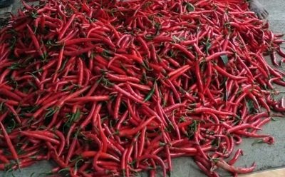 Harga Cabai di Tuban Melonjak Tajam Pasca Natal