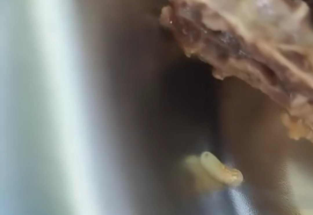 Viral Makanan Bergizi Gratis Berbelatung di Tambakboyo Tuban, Siswa Trauma Tak Mau Makan Lagi