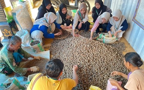 Potensi Kentang Hitam Hargoretno Dikembangkan Melalui Program KKN ABCD IAINU Tuban