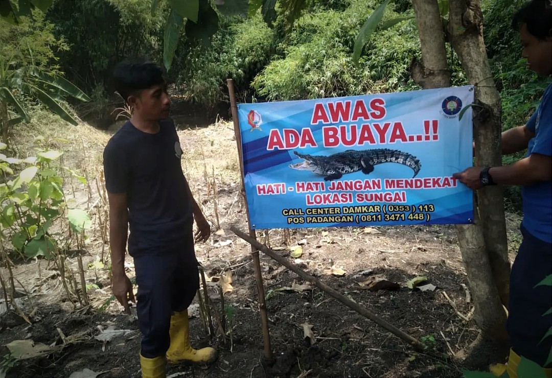 Fenomena Unik Di Bojonegoro, Lebih Dari 10 Buaya Berkeliaran Di Sungai ...