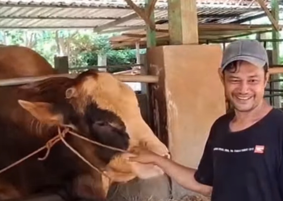 Presiden Prabowo Beli Sapi 900 Kg di Tuban untuk Kurban Idul Adha