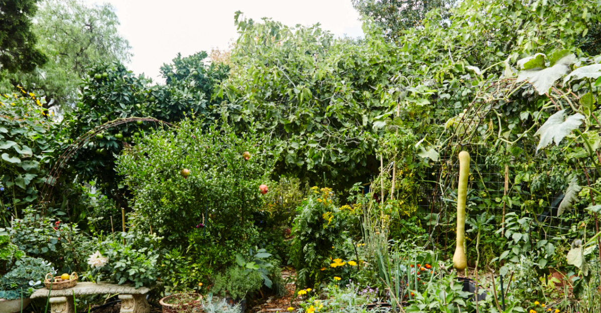 Food Forest: Hutan Pangan Sebagai Solusi Pangan Masa Depan