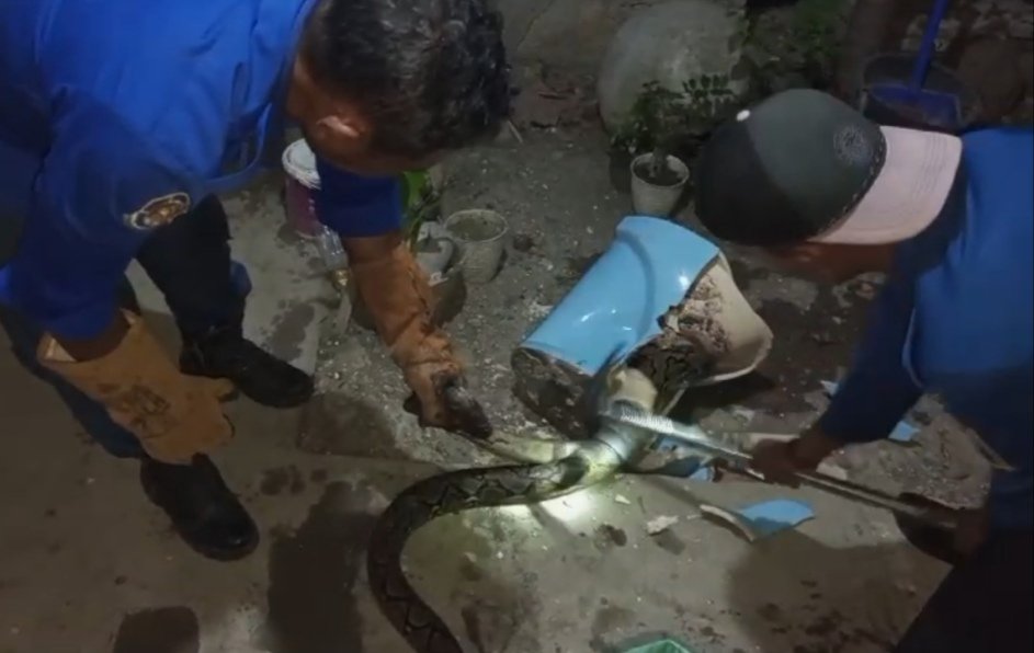 Ular Piton 3 Meter Masuk Closet Duduk di Tuban, Pemilik Rumah Panik Saat Mau BAB