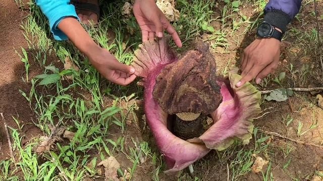 Bunga Bangkai Mekar di Lahan Perhutani Tuban