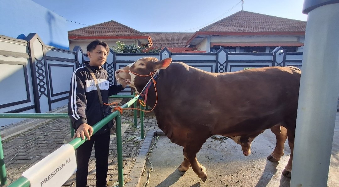 Sapi 1,2 Ton dari Prabowo Diserahkan di Masjid Agung Tuban