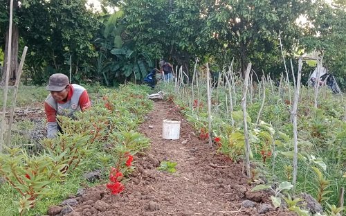 Petani Sampar Banyu di Mandirejo Raup Jutaan Rupiah...