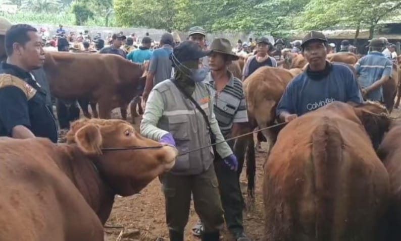 Permintaan Kurban Meningkat, Ini 3 Jurus Tuban Cegah Penyakit Ternak
