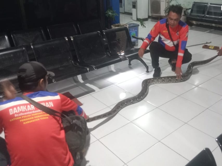 Dikejutkan Ular Piton 3,5 Meter di Ruang Tunggu, Petugas Dishub Tuban Hubungi Damkar Tengah Malam