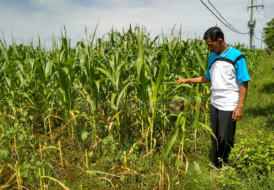 Sawah Tergenang Petani Jagung Di Sumber Terancam Gagal Panen